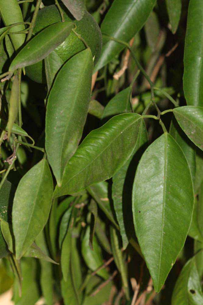              Shade leaves (Riverside, CA)       